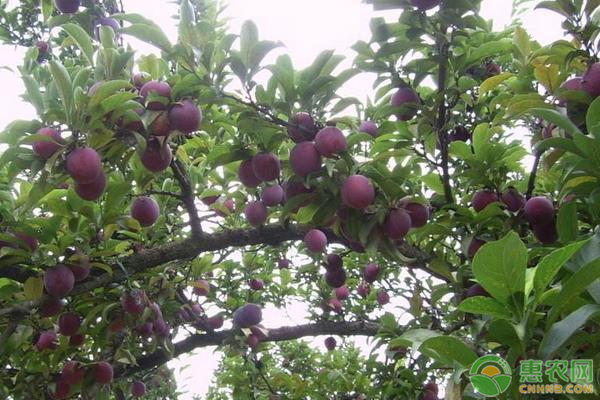 李子樹修剪時(shí)間和修剪技術(shù)-圖片版權(quán)歸惠農(nóng)網(wǎng)所有