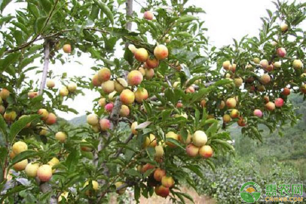 李子樹種植的整形修剪-圖片版權歸惠農網所有